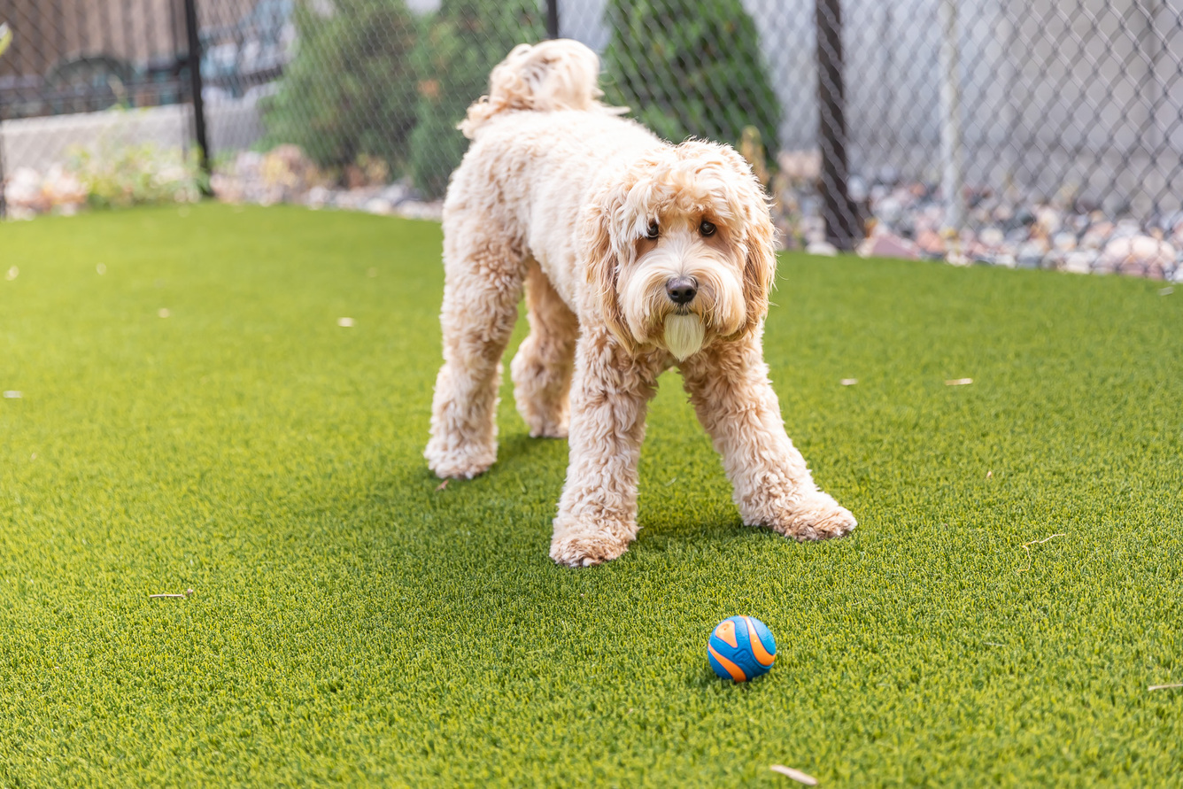 Dog park at Harper (3 of 3)